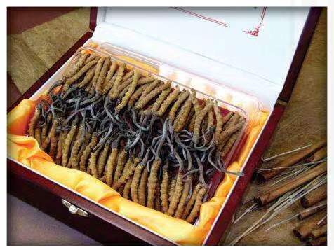 板芙镇冬虫夏草回收